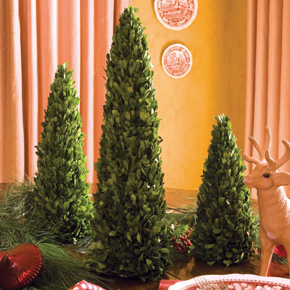 Napa Preserved boxwood BOXWOOD MINI TREES, SET OF 3