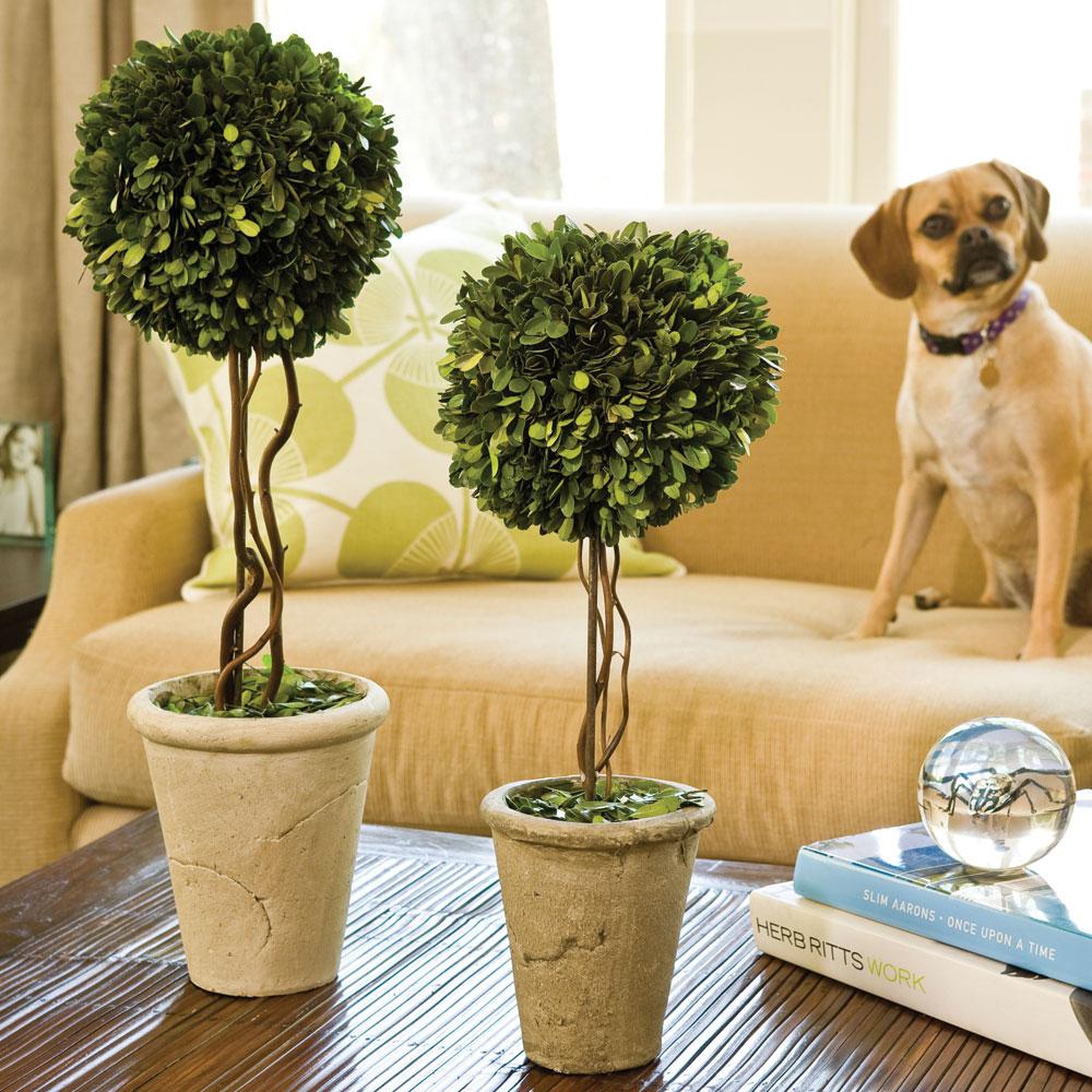 Napa Preserved boxwood BOXWOOD SINGLE SPHERE TOPIARY 18.5"
