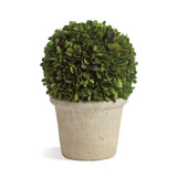 Napa Preserved boxwood BOXWOOD 8" BALL IN POT