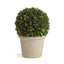Napa Preserved boxwood BOXWOOD 8" BALL IN POT