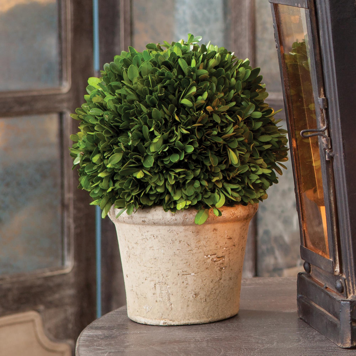 Napa Preserved boxwood BOXWOOD 8" BALL IN POT