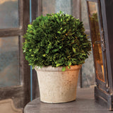 Napa Preserved boxwood BOXWOOD 8" BALL IN POT