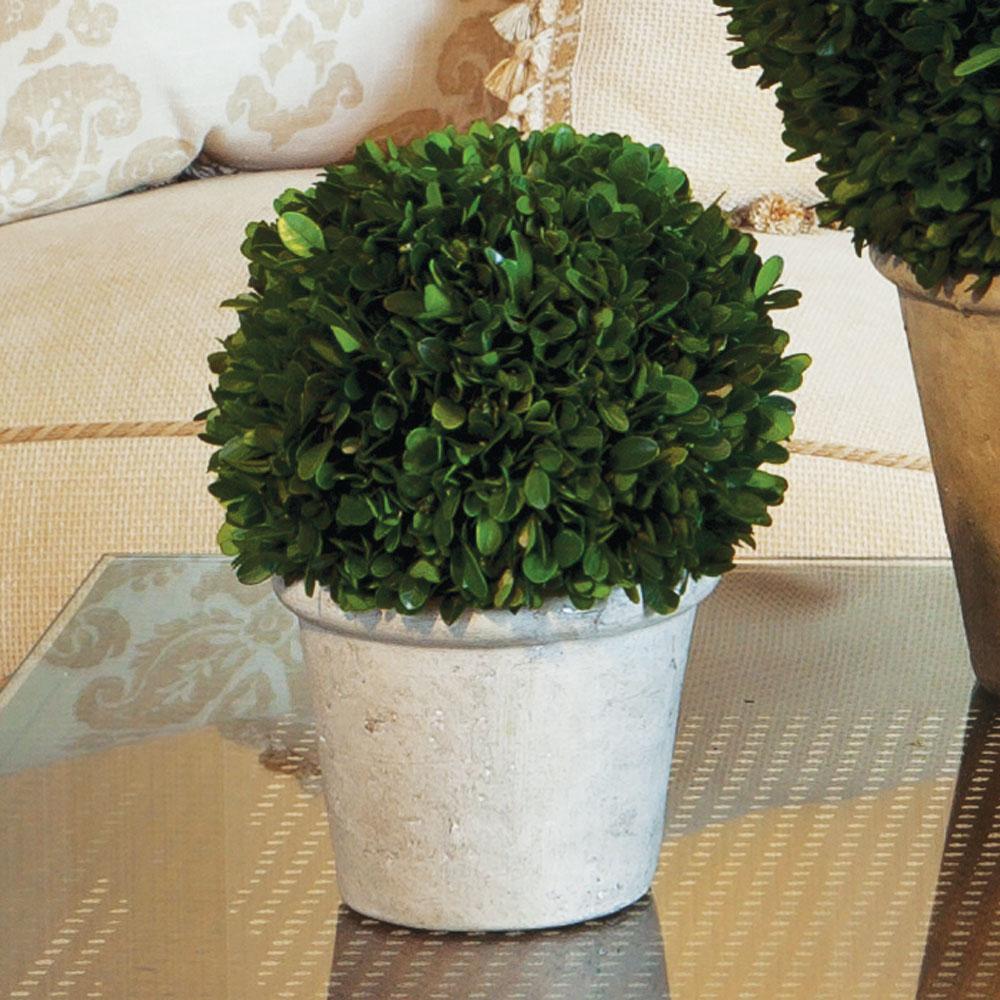 Napa Preserved boxwood BOXWOOD 8" BALL IN POT