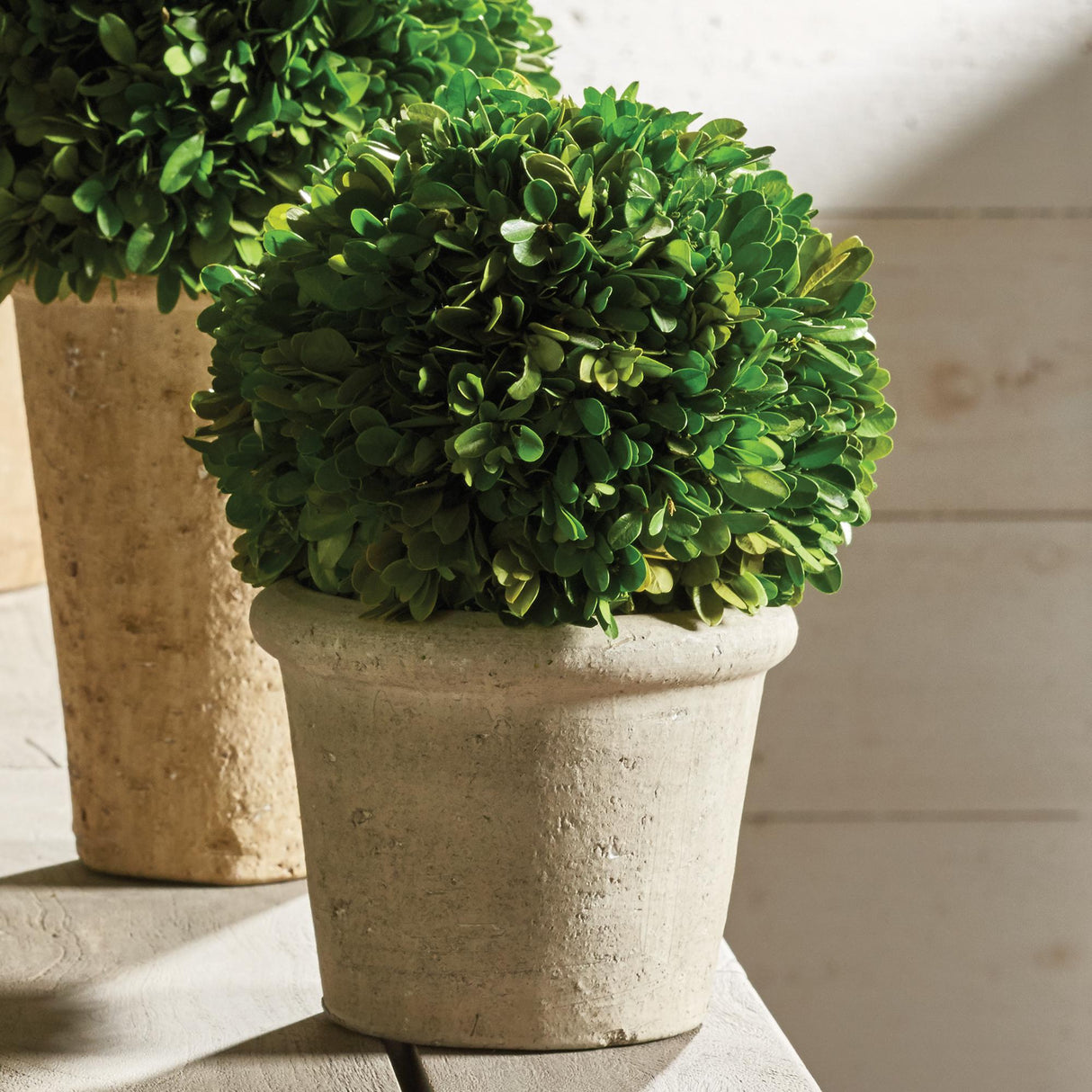 Napa Preserved boxwood BOXWOOD 8" BALL IN POT