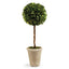 Napa Preserved boxwood BOXWOOD SINGLE SPHERE TOPIARY 23.25"