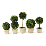 Napa Preserved boxwood BOXWOOD MINI TOPIARIES IN POTS, SET OF 5