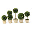 Napa Preserved boxwood BOXWOOD MINI TOPIARIES IN POTS, SET OF 5