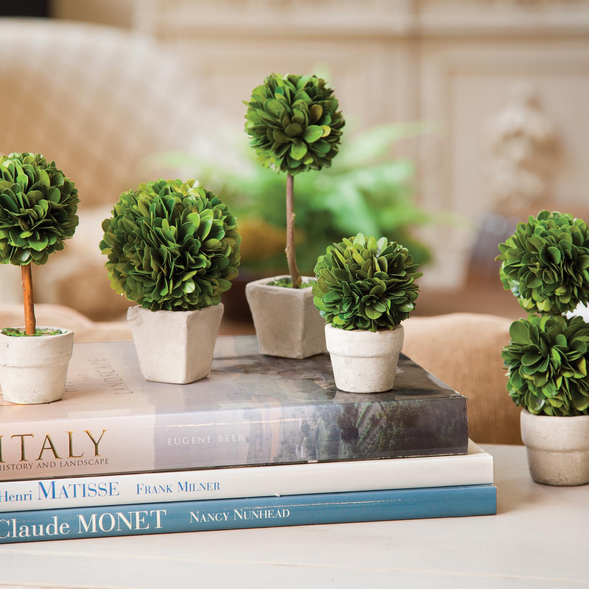 Napa Preserved boxwood BOXWOOD MINI TOPIARIES IN POTS, SET OF 5