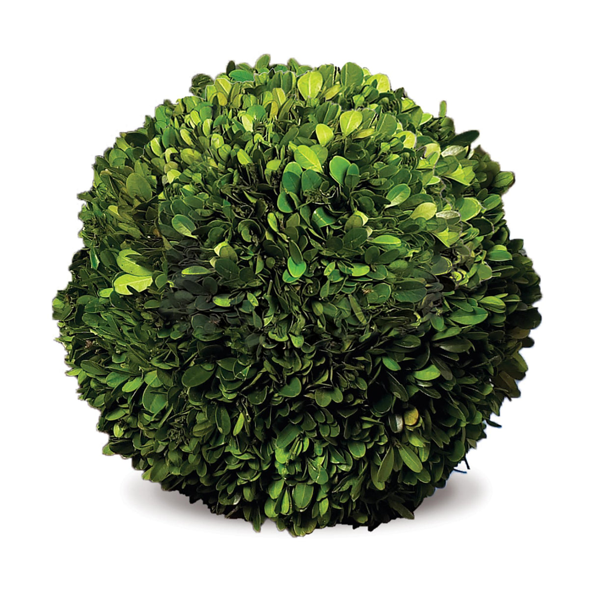 Napa Preserved boxwood BOXWOOD BALL 12"
