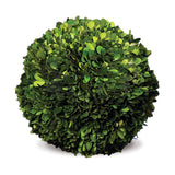 Napa Preserved boxwood BOXWOOD BALL 12"