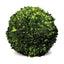 Napa Preserved boxwood BOXWOOD BALL 12"