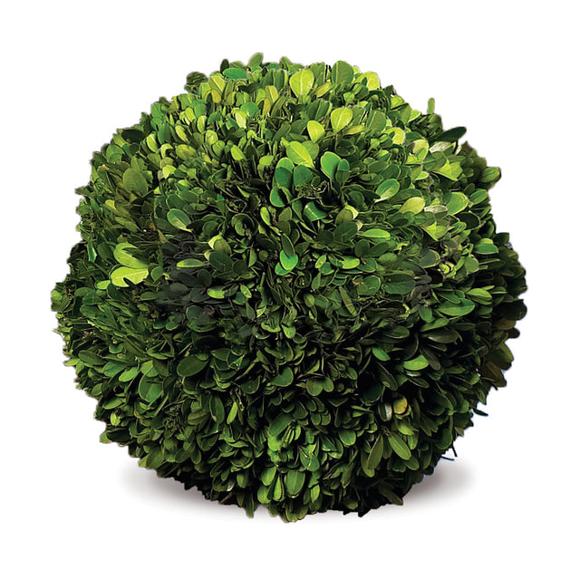 Napa Preserved boxwood BOXWOOD BALL 12"