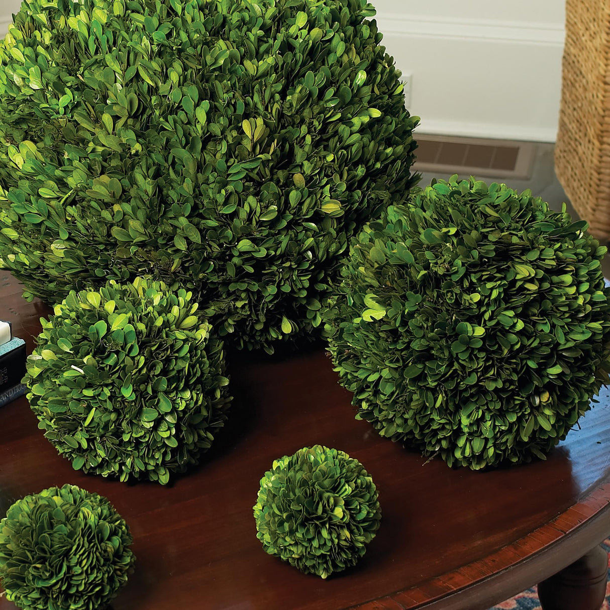 Napa Preserved boxwood BOXWOOD BALL 12"