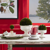 Napa Preserved boxwood BOXWOOD BALL 12"