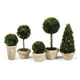 Napa Preserved boxwood BOXWOOD TOPIARIES IN POTS, SET OF 5