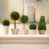 Napa Preserved boxwood BOXWOOD TOPIARIES IN POTS, SET OF 5