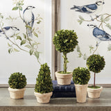 Napa Preserved boxwood BOXWOOD TOPIARIES IN POTS, SET OF 5