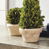 Napa Preserved boxwood BOXWOOD TOPIARIES IN POTS, SET OF 5