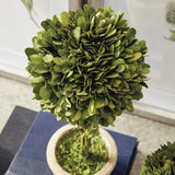 Napa Preserved boxwood BOXWOOD TOPIARIES IN POTS, SET OF 5