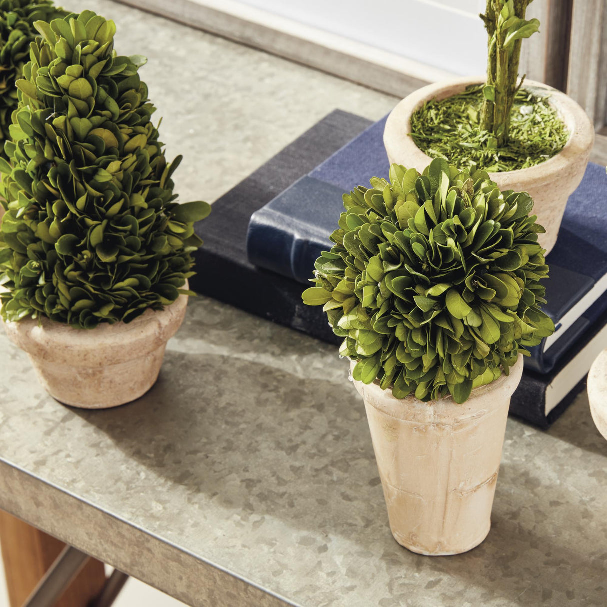 Napa Preserved boxwood BOXWOOD TOPIARIES IN POTS, SET OF 5