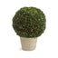 Napa Preserved boxwood BOXWOOD 12" BALL IN POT