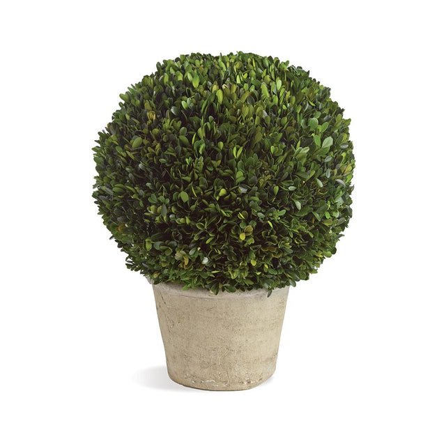 Napa Preserved boxwood BOXWOOD 12" BALL IN POT