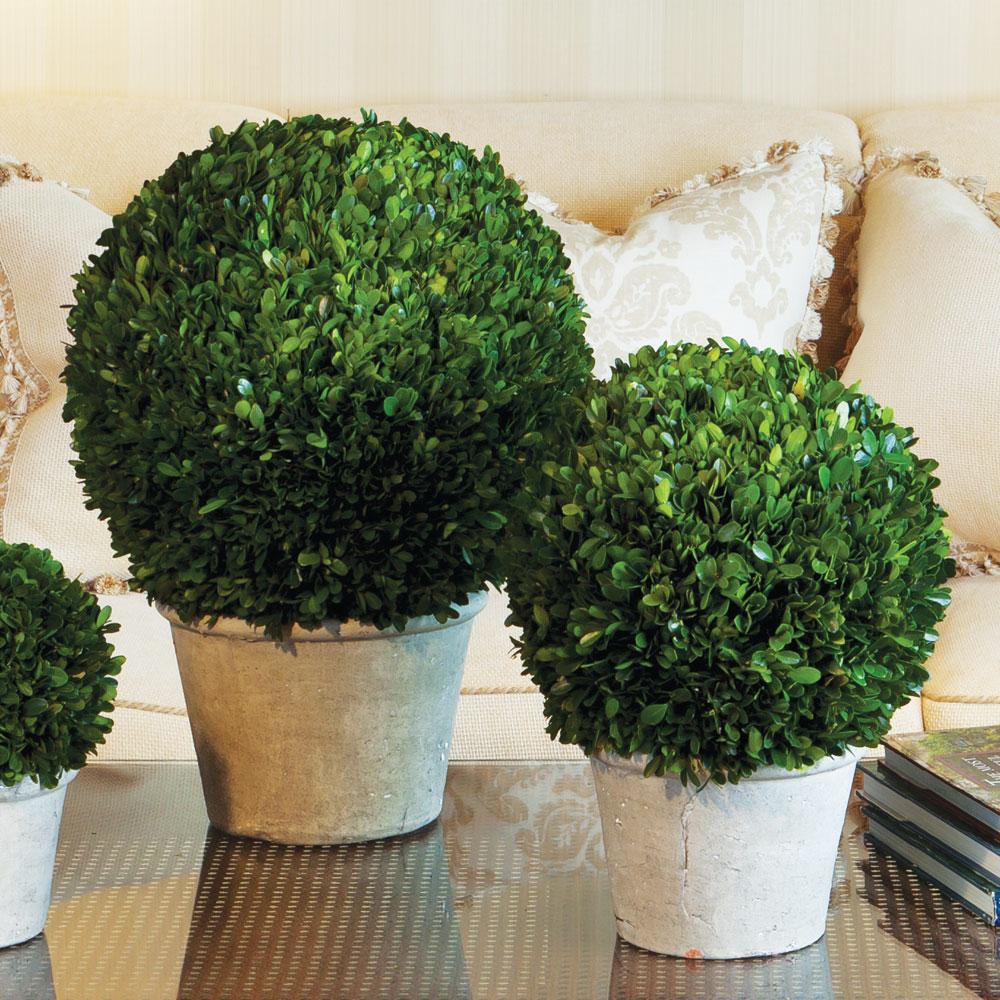 Napa Preserved boxwood BOXWOOD 12" BALL IN POT