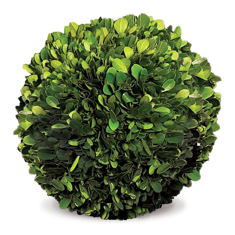 Napa Preserved boxwood BOXWOOD BALL 8"