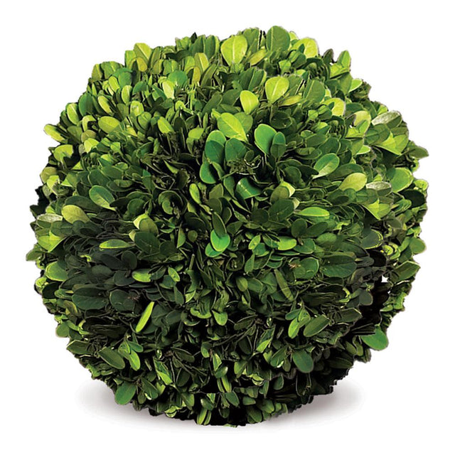 Napa Preserved boxwood BOXWOOD BALL 8"