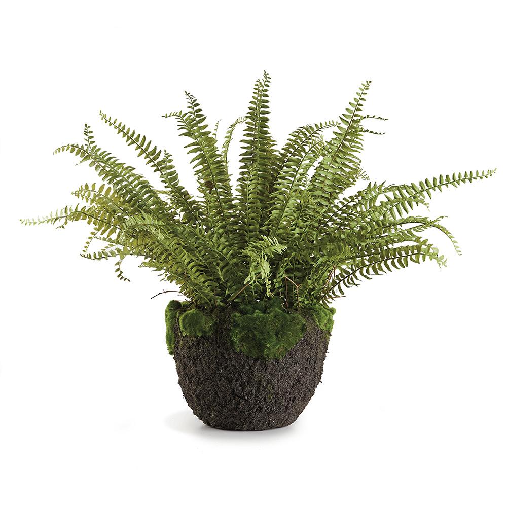Napa Green GRAND BOSTON FERN DROP-IN 30"