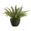 Napa Green GRAND BOSTON FERN DROP-IN 30"