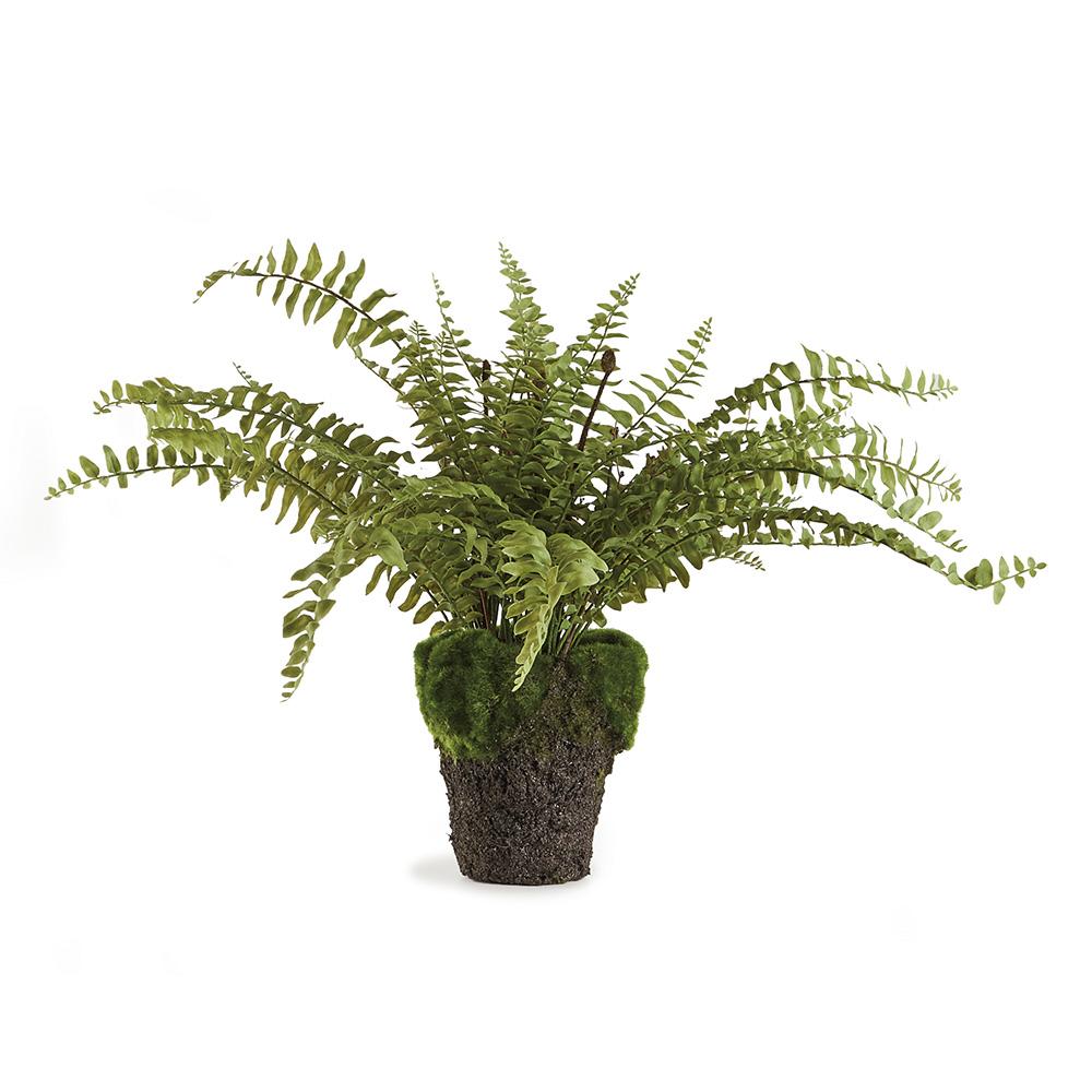 Napa Green BOSTON FERN DROP-IN 16"