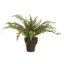 Napa Green BOSTON FERN DROP-IN 16"