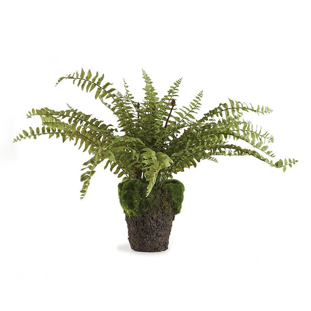 Napa Green BOSTON FERN DROP-IN 16"