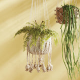 Napa Green BOSTON FERN DROP-IN 16"