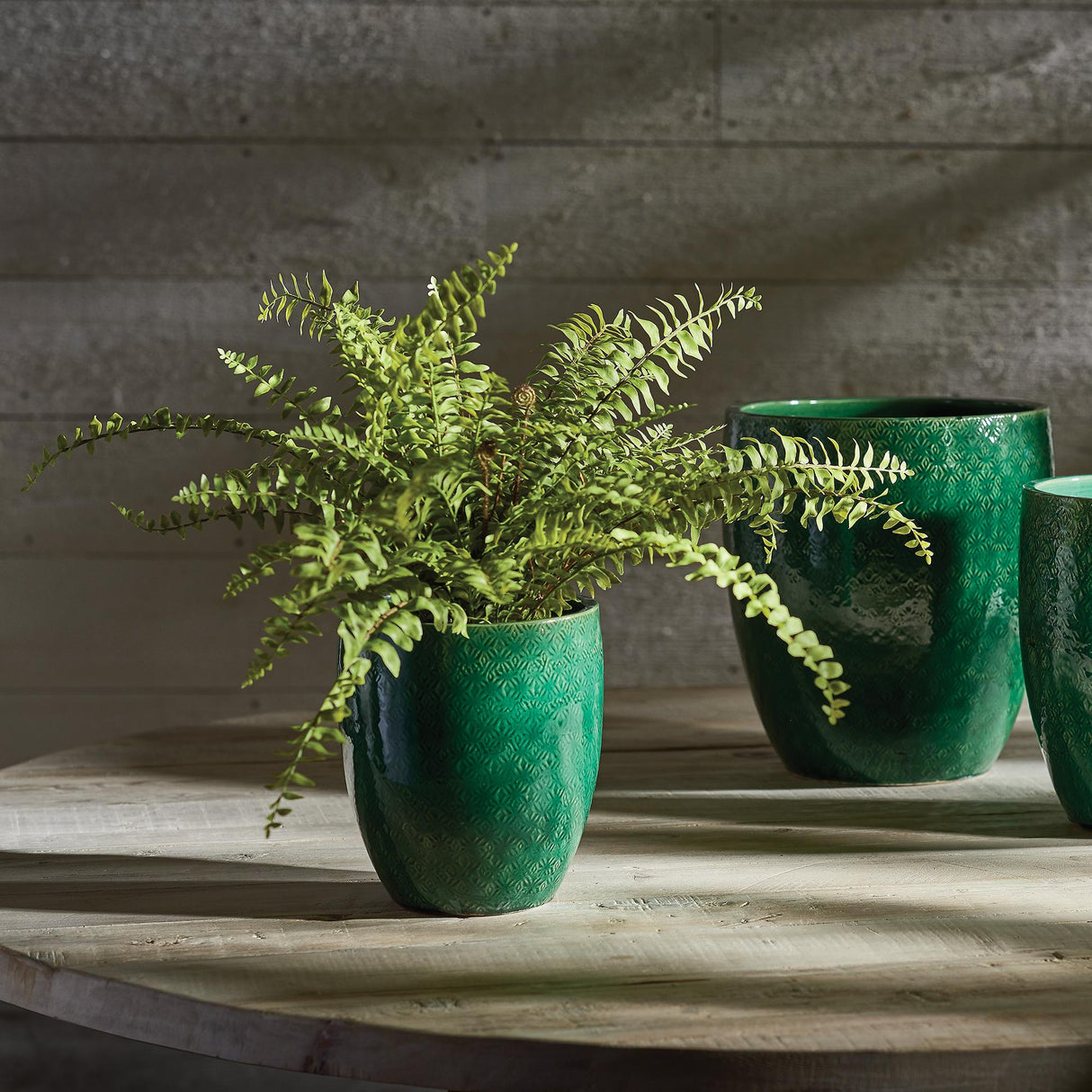 Napa Green BOSTON FERN DROP-IN 16"