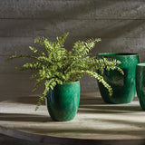 Napa Green BOSTON FERN DROP-IN 16"