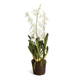 Napa White SPIDER ORCHID DROP-IN 44"