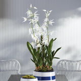 Napa White SPIDER ORCHID DROP-IN 44"