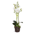 Napa White PHALAENOPSIS X 2 DROP-IN 23"
