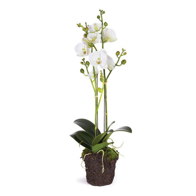 Napa White PHALAENOPSIS X 2 DROP-IN 23"