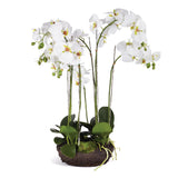 Napa White PHALAENOPSIS BOWL DROP-IN 31.5"