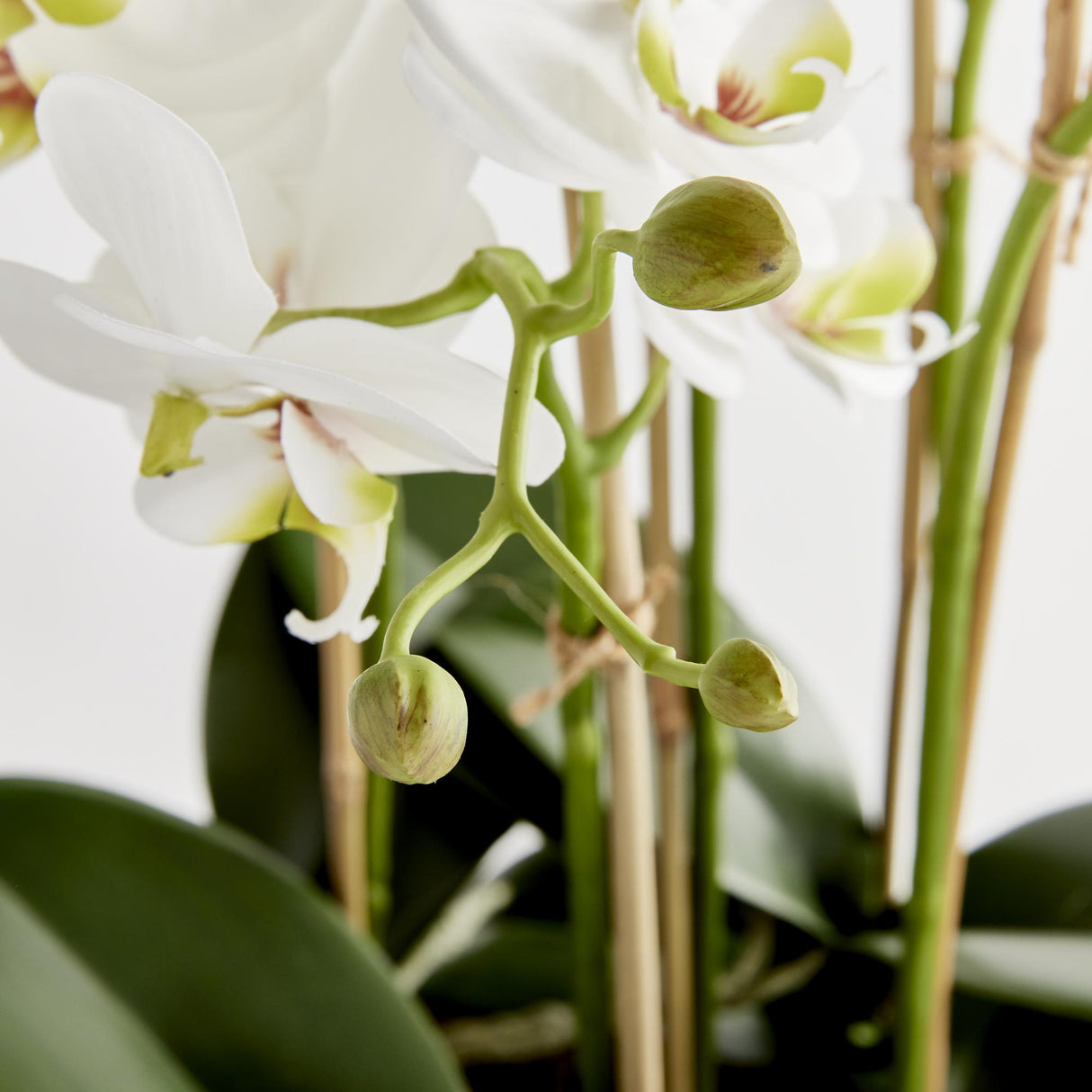 Napa White Phalaenopsis Bowl Drop-In 31.5"