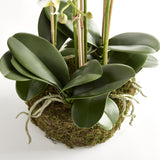 Napa White Phalaenopsis Bowl Drop-In 31.5"