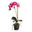 Napa Fuchsia PHALAENOPSIS DROP-IN 23"