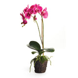 Napa Fuchsia PHALAENOPSIS DROP-IN 23"
