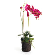 Napa Fuchsia PHALAENOPSIS X 2 DROP-IN 29"