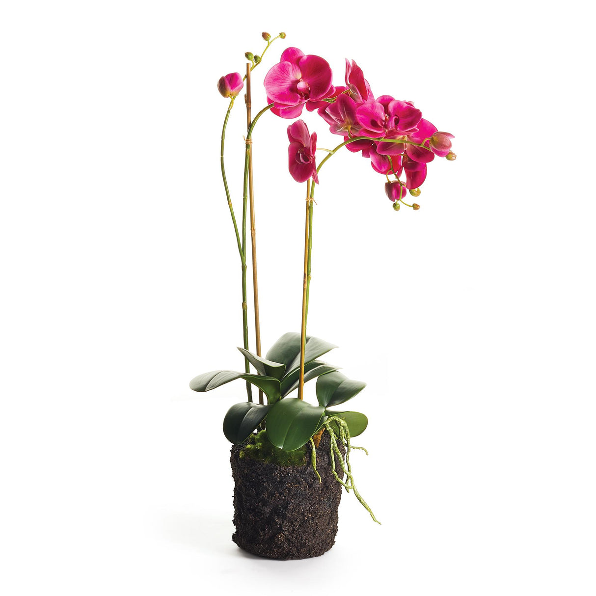 Napa Fuchsia PHALAENOPSIS X 2 DROP-IN 29"