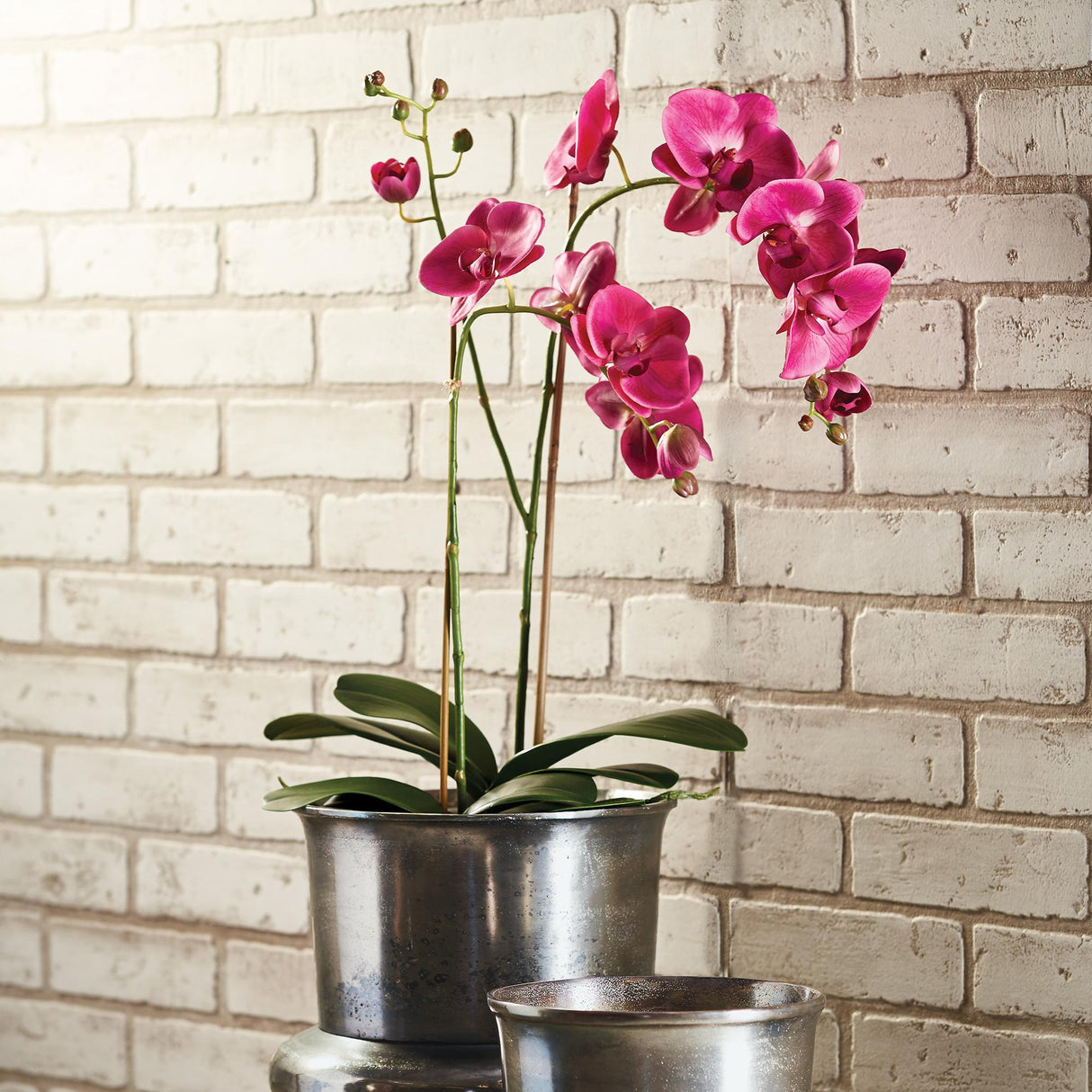 Napa Fuchsia PHALAENOPSIS X 2 DROP-IN 29"
