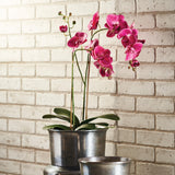 Napa Fuchsia PHALAENOPSIS X 2 DROP-IN 29"